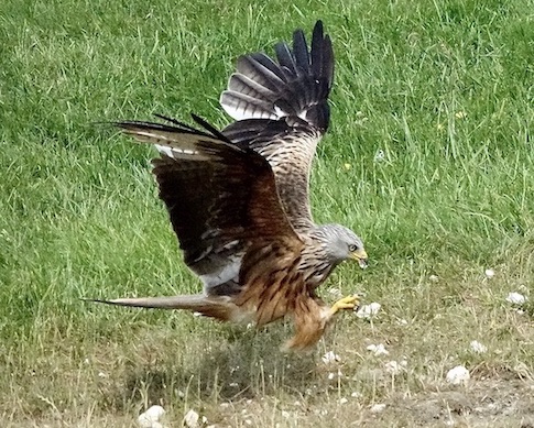 red kites feeding